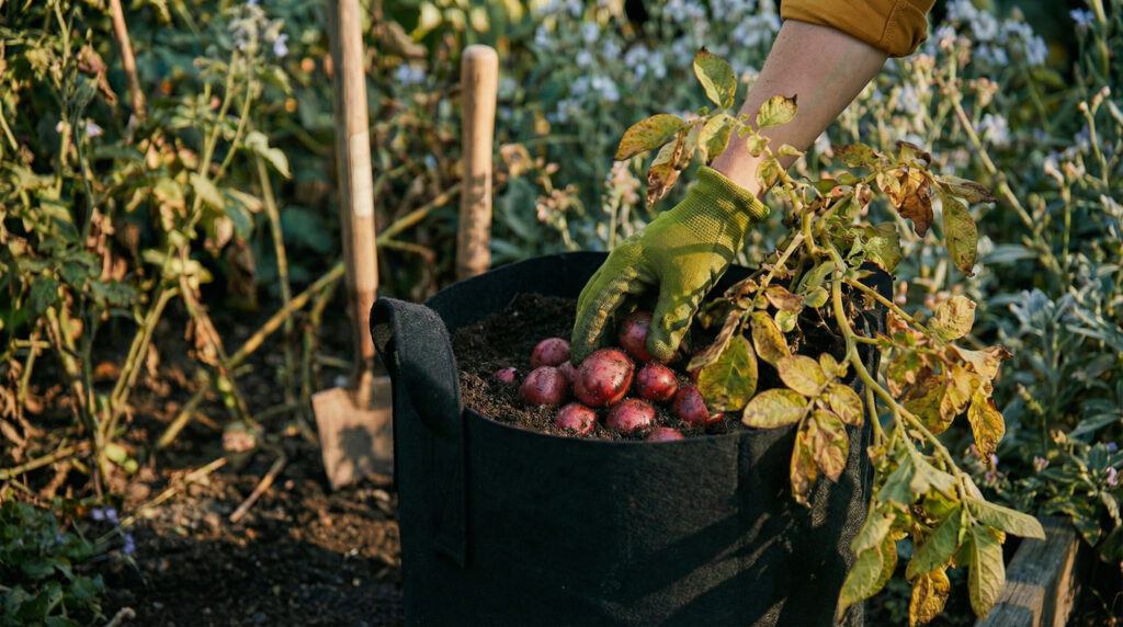 Homegrown red potatoes harvested from a fabric grow bag in a backyard garden